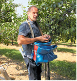 Friedhelm Weckert demonstriert, was bei der Ernte der Zwetschgen zu beachten ist. In der Stunde schaffen er und seine Helfer mit Pflückeimer etwa 70 Kilogramm.