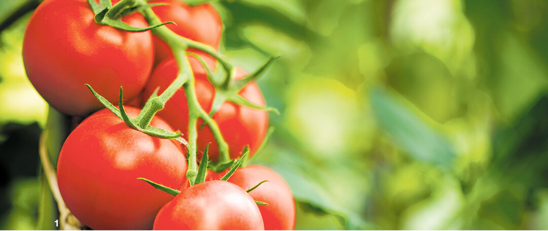 So wünscht man sich die Tomaten: makellos rund und rot.