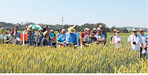 Viele ökologisch und konventionell wirtschaftende Landwirte und Auszubildende nahmen am 1. Ökoversuchsfeldtag in Ochsenhausen teil. Dabei präsentierte das Landwirtschaftsamt die Zwischenergebnisse des Sortenversuchs.