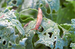 Ackerschnecken können den Rapsertrag innerhalb kürzester Zeit massiv beeinträchtigen. Bis zum Vier-Blatt-Stadium sind die Pflanzen besonders empfindlich.