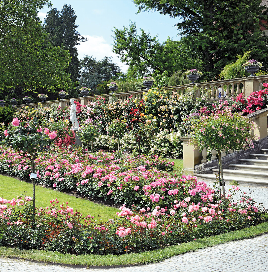 Die Insel Mainau lockt wie jedes Jahr mit üppiger Blumenpracht. Allerdings ist der Eintritt derzeit ausschließlich mit gültigem Online-Ticket möglich! Das kann auf www.mainau.de gebucht werden. Man kann stündlich das Einlass-Zeitfenster wählen, das Ticket gilt dann bis 21 Uhr. Unbedingt das ausgedruckte Ticket mitbringen oder die Buchung auf dem Smartphone vorzeigen.