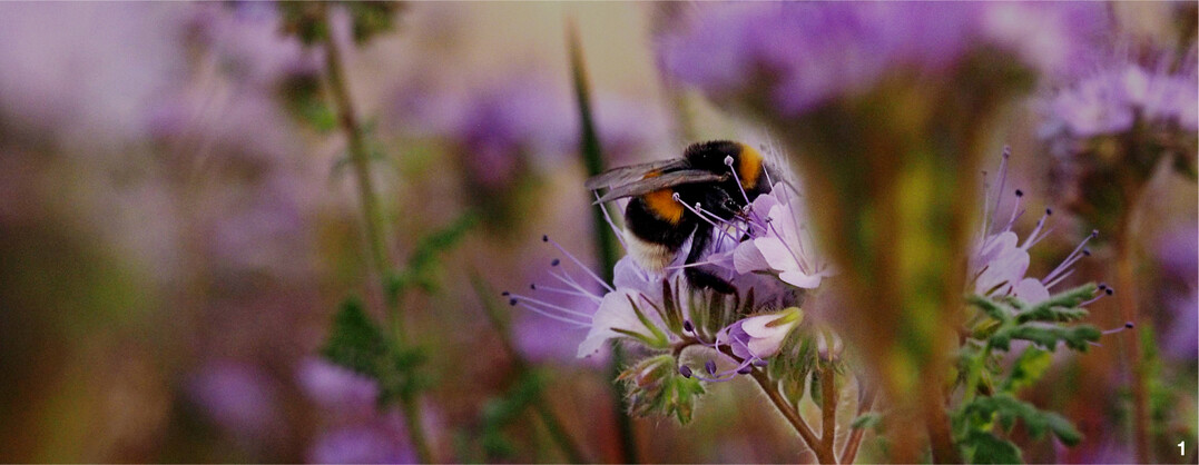 Erdhummel an Phacelia. Hummeln reagieren auf Insektizide hufig empfindlicher als Honigbienen.