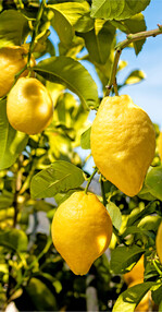 Zitronen sind immer Sommer erfrischende Begleiter in der Küche.