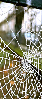 Ob klein, groß, rund oder wie ein Dach, ob wirr oder mit Raureif überzuckert ein Spinnennetz ist ein stimmungsvoller Anblick.