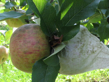 Vor Nässe und Sporenflug geschützt: Anhand von Eintütversuchen (r.) lässt sich zeigen, dass Regenflecken-Infektionen von Mai bis zur Ernte stetig erfolgen können..