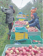 Gefüllte Erntekisten: In fast ganz Europa hängen die Äpfelbäume richtig voll.