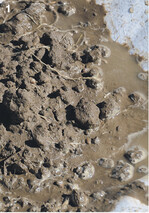 Starkregensimulation: Wegen der guten Bodenstruktur ist der Boden in Form geblieben, ...