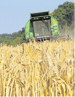 Beim Getreide lastet die erwartete Welt-Rekordernte auf den Preisen – auch in Europa. Für qualitativ einwandfreie Ware zeichnet sich aber Spielraum ab.