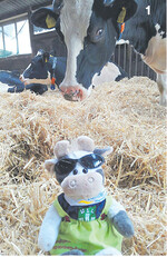 Kuh Wilma aus Westfalen-Lippe war einige Tage in Oberschwaben zu Besuch und durfte mit den WüHos zum Landjugendtag.