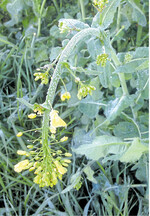 Die Aprilfröste verursachten nur geringe Schäden.