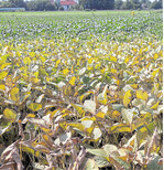 In diesem Sojabestand haben Spinnmilben zugeschlagen.