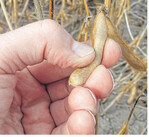 Reifen die Hülsen ungleichmäßig ab, kann man zwei bis drei Tage warten.