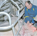 Ein Saugferkel darf nur aus einem vernünftigen Grund notgetötet werden. Wirtschaftliche Belange gelten als Straftat.