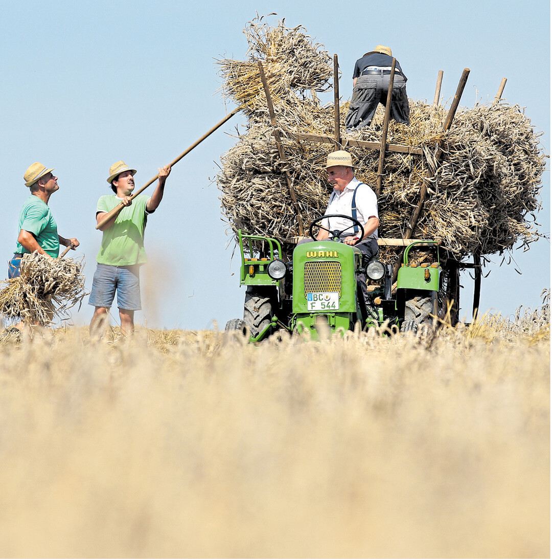 Landwirte beladen Mitte August auf einem Feld bei Möhringen einen alten Leiterwagen mit frisch gemähten Weizengarben. Der Weizen wurde zuvor mit einem historischen Bindemäher aus dem Jahr 1936 gemäht und gebunden.