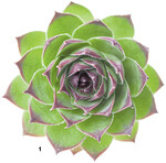Sempervivum-Arten bilden Rosetten aus dicken, spitz zulaufenden Blättern.