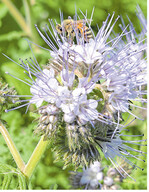 Phaceliablüten sind besonders beliebt bei Bienen.