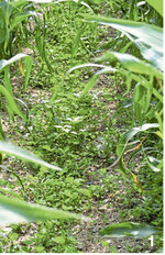 1 Klee-Untersaat im Mais. Dieses Jahr litten die Untersaaten durch trockenes Wetter.