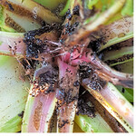 Schadbild von Rübenmotten am Rübenkopf. Sie können eine Blattneubildung verhindern.