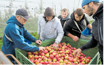 Die Erntehelfer haben bei der diesjährigen guten Apfelernte alle Hände voll zu tun. Im Bodenseegebiet möchte man mit gefragten Sorten sowie guter Qualität und Verfügbarkeit punkten.
