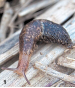 Zwar hat der heiße Sommer dafür gesorgt, dass Schnecken sich nicht stark vermehren. Dennoch sollte ab der Rapsaussaat auf Befall geachtet werden.