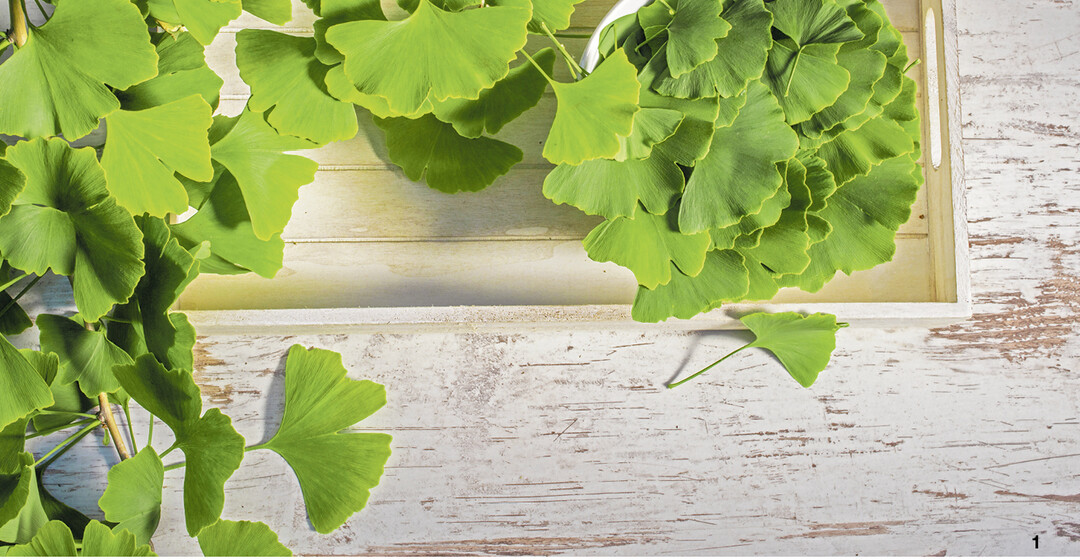 Die Inhaltsstoffe von Ginkgoblättern unterstützen die Gehirnfunktion.