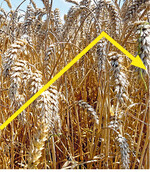 Die Terminmärkte für Mais und Weizen brachen nach Veröffentlichung des Reports ein.