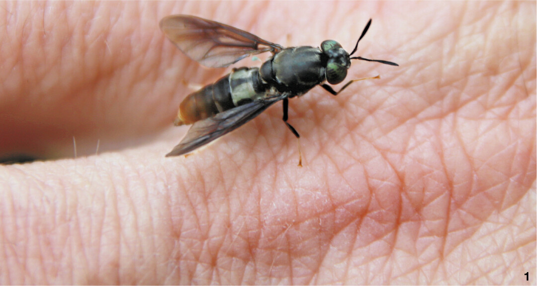 Frisch geschlüpfte Schwarze Soldatenfliege (Hermetia).