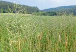 Auf diesem stark verunkrauteten Rapsbestand sind neben Ackerfuchsschwanz auch Mohn und Kamille ein Problem.