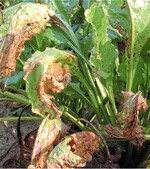 Sind nach dem 15. August mehr als 45 Prozent der Blätter mit Cercospora befallen, kann behandelt werden.