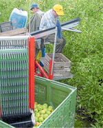 EU-weit fällt die Apfelernte wohl leicht unterdurchschnittlich aus. Das eröffnet Marktchancen.