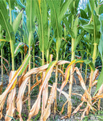 Die Ertragserwartung beim Mais wird in Nordbaden täglich geringer.