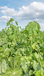 Die Samtpappel ist ein ernstes Problem für den Rübenanbau.