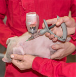 Medikamente wie NSAID´s werden verwendet, um Entzündungen zu hemmen und Schmerzen bei den Tieren zu verringern.