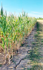 In trockengeschädigten Beständen empfiehlt es sich die die Kolben- und Restpflanzenabreife genau zu beobachten.