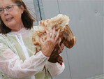 Geflügelfachberaterin Heide Schöllhammer demonstriert, wie man den Bereich rund um die Kloake kontrolliert.
