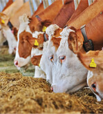 Für Milchviehhalter mit QM+ oder QM++ soll der Zugang zum BEST Beef-Programm erleichtert werden.