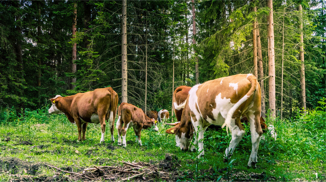 1 Im Gemeindewald Hohenstein im Kreis Reutlingen entsteht mit einer Mutterkuhherde von Hinterwldern wieder ein Hutewald.