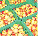 Eine Apfelkiste enthält 15 kg Äpfel. Durch die Lagerung im CA-Lager bleiben sie das ganze Jahr über knackig und frisch.