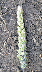 Zwergsteinbrand in Winterweizen ist vor allem in höheren Lagen ein Problem.