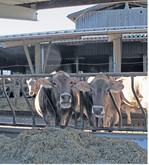 Die nicht laktierenden Kühe bleiben in der Herde und werden separat gefüttert.