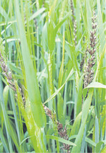 Flugbrand an Wintergerste muss bei der Saatguterzeugung bekämpft werden.