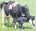 Eine gute Betreuung vor und nach der Geburt ist das A und O. Das erleichtert erstkalbenden Kühen den Einstieg in die Laktation.