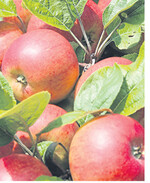 Äpfel für die Saftpresse sind dieses Jahr kleiner als üblich. Die Trockenheit lässt grüßen.