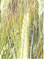 Typisch für Ramularia: Die Blattflecken sind auch an den Grannen sichtbar