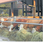 Weniger Kraftfutter senkt die Kosten.