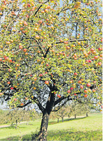 Baden-Württemberg erwartet eine ordentliche Streuobsternte. So dicht wie an diesem Baum hängen die Äpfel frostbedingt aber nicht überall.