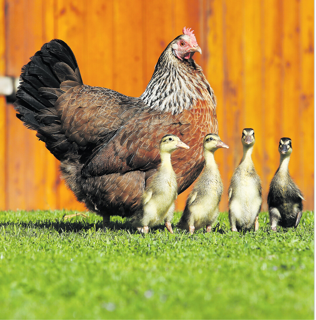 In Altheim-Waldhausen im Kreis Biberach hat ein Huhn Entenküken ausgebrütet, weil sich die Enteneltern nicht um ihren Nachwuchs kümmern wollten. Die vier Kleinen akzeptieren das Huhn als Mutter und laufen ihr ständig hinterher, so die Besitzerin der Tiere. Das Huhn mit dem Namen Emma zeige den kleinen Enten auch, wie sie Würmer fangen können, obwohl Enten eigentlich viel lieber Schnecken mögen.