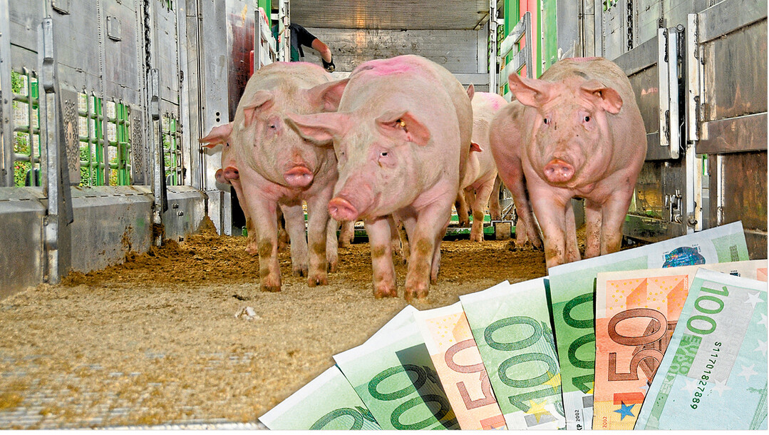 Bundesweit erzielten die Schweinemäster seit den Maskenumstellungen weniger Geld für ihre Tiere. Anders gesagt: Die Schlachthöfe kaufen billiger ein. Vermutlich wurden die Preismasken genau zu diesem Zweck geändert.