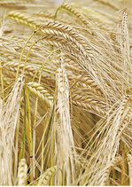 Zweizeilige Wintergerstensorten eignen sich meist gut für süddeutsche Verhältnisse. Im Bild die Sorte Julena (BayWa).