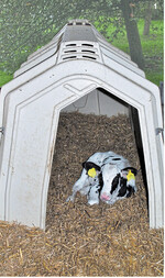Kuh und Kalb sollten nach der Geburt zügig getrennt und das Jungtier in einem sauberen, dick eingestreuten Iglu aufgestallt werden.
